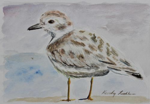 7x5 watercolor on paper of a Piping Plover.